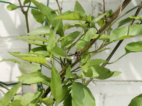 Vintage Gold Gem Set Fly Bar Brooch, 18ct Gold and Silver