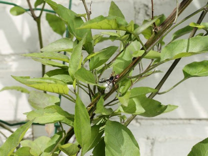 Vintage Gold Gem Set Fly Bar Brooch, 18ct Gold and Silver
