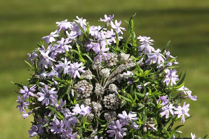 Antique French Victorian Diamond Branch Brooch